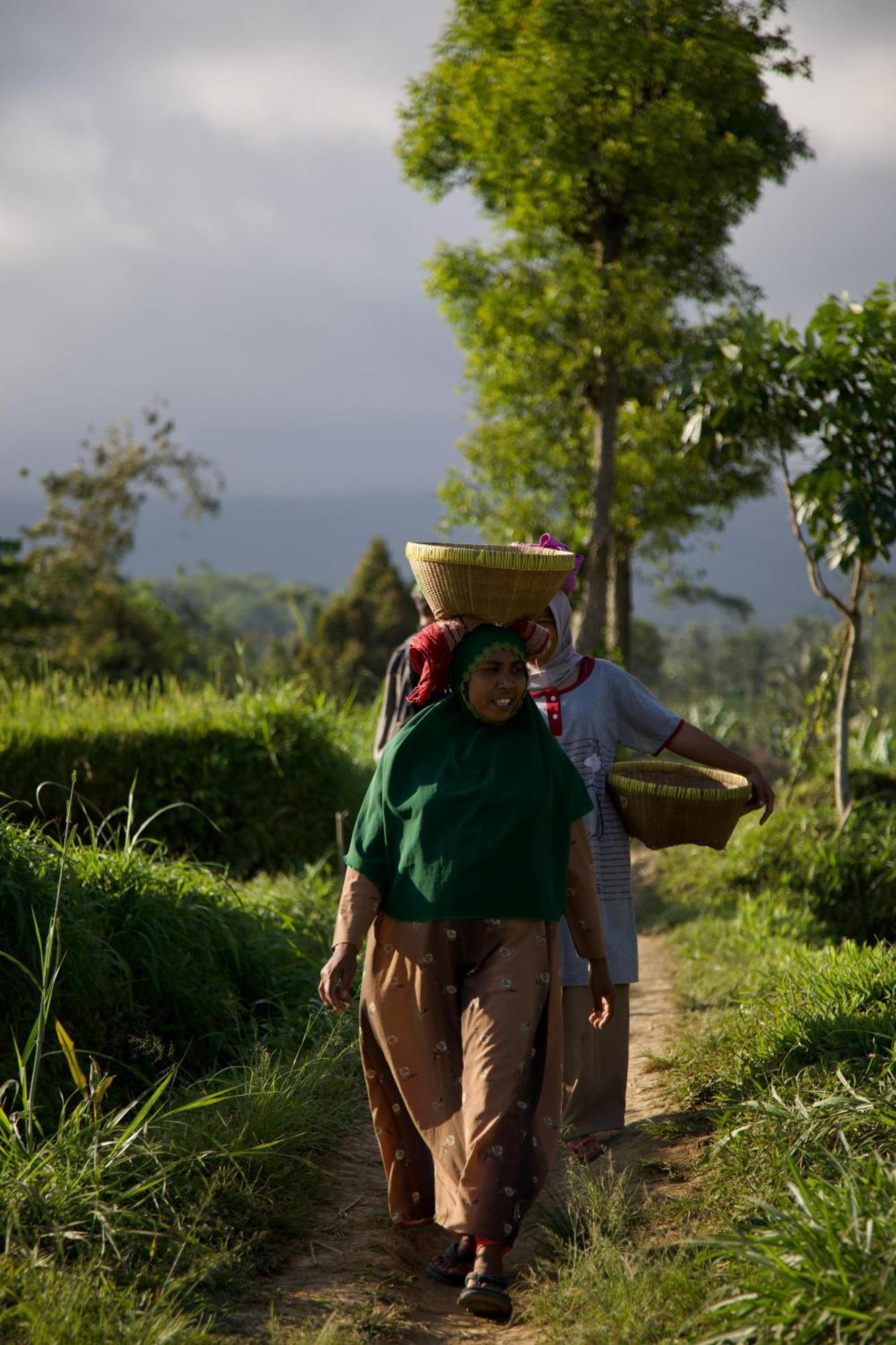Green Haven Homestay Tetebatu Bagian luar foto